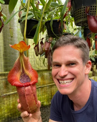 N. spectabilis x klossii – assorted clones: BE-4648 LARGE - Kenny