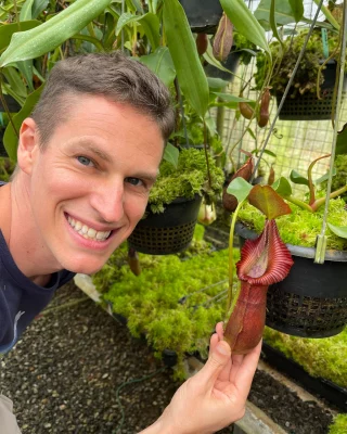 N. densiflora x rafflesiana – best selected clone: BE-3719 LARGE