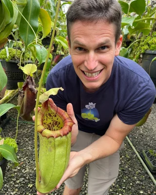 N. spectabilis x 'Viking' – assorted clones: BE-4523 - Kenny