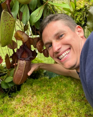 Nepenthes singalana x (burbidgeae x edwardsiana) BE 3984 LARGE