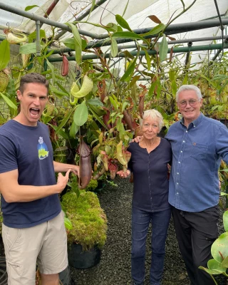 N. winged red (Mirabilis-winged x (Viking x ampullaria, red