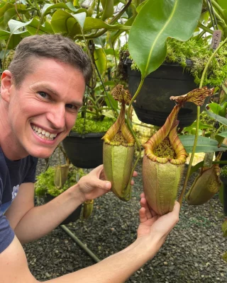 N. spathulata x ephippiata: BE-4642 M - Kenny Coogan - carnivorous