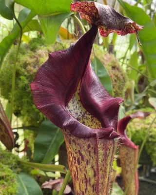 N. densiflora x rafflesiana – best selected clone: BE-3719 LARGE