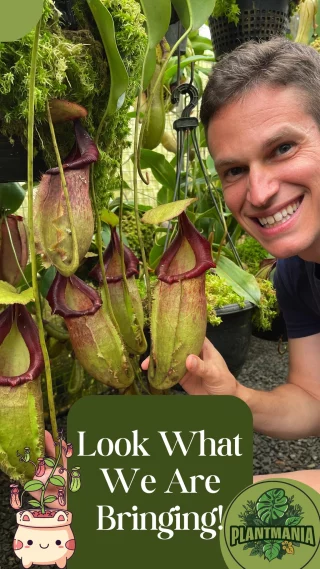 N. hamata x mira - assorted clones: BE-4638 LARGE - Kenny Coogan