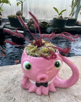 N. veitchii x maxima – assorted clones: BE-4061 - Kenny Coogan