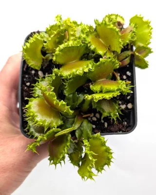 N. hamata 'Tambusisi' x lowii – assorted clones: BE-4609 S - Kenny