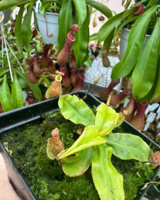 Nepenthes 'Dark Secret' : BE-4656 Large - Kenny Coogan