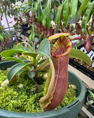 N. 'Lady Pauline': BE-3298 - Kenny Coogan - carnivorous plants