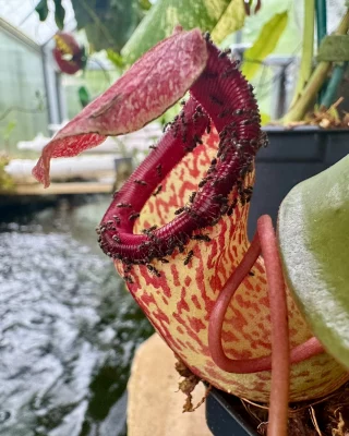 N. clipeata – assorted clones – grex #2: BE-4660 - Kenny Coogan