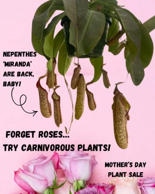 N. veitchii x lowii: BE-4006 - Kenny Coogan - carnivorous plants