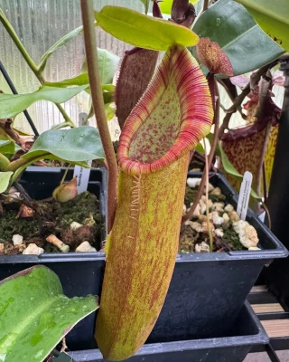 Nepenthes 'Dark Secret' : BE-4656 Large - Kenny Coogan