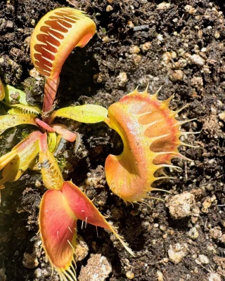 N. villosa x veitchii 'Gold Rush' – solid peristome: BE-4606