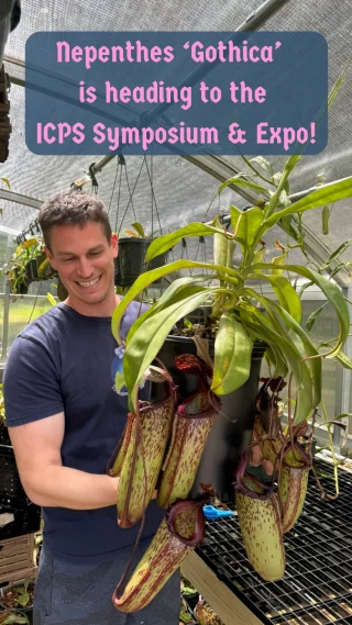 N. spectabilis x klossii – assorted clones: BE-4648 LARGE - Kenny