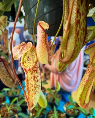 N. clipeata x (veitchii x lowii) – assorted clones: BE-4625