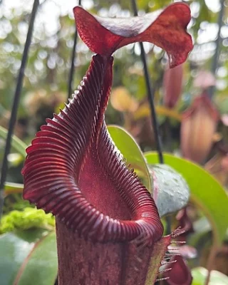 N. campanulata BE-3044 - Kenny Coogan - carnivorous plants