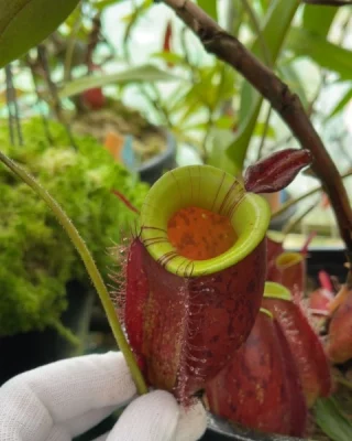 N. densiflora x rafflesiana – best selected clone: BE-3719 LARGE