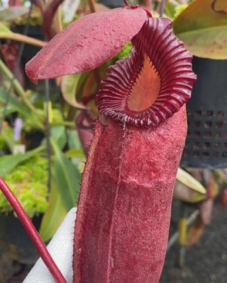 N. rajah x mira – assorted clones: BE-3518 LARGE - Kenny Coogan
