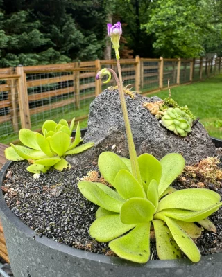Nepenthes attenboroughii BE-3693 - Kenny Coogan - carnivorous plants