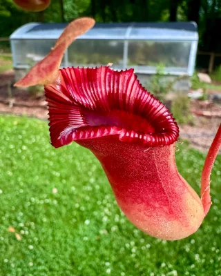 N. (veitchii x platychila) x veitchii – selected clone: BE-4623