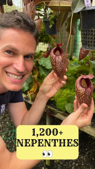 N. campanulata BE-3044 - Kenny Coogan - carnivorous plants