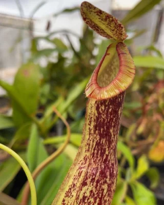 N. campanulata BE-3044 - Kenny Coogan - carnivorous plants
