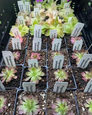N. villosa x veitchii – assorted clones: BE-4045 - Kenny Coogan