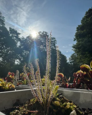 N. campanulata BE-3044 - Kenny Coogan - carnivorous plants