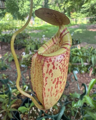 N. campanulata BE-3044 - Kenny Coogan - carnivorous plants