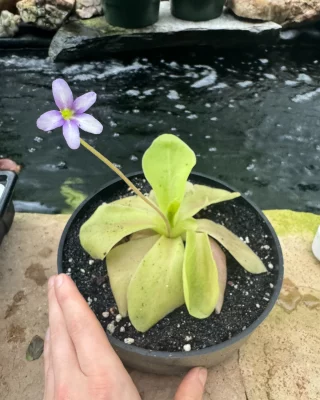 N. peltata x attenboroughii – assorted clones: BE-4601 LARGE