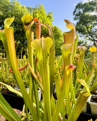 N. densiflora x rafflesiana – best selected clone: BE-3719 LARGE