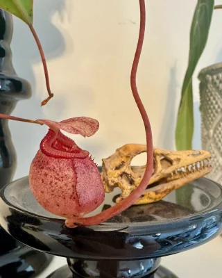 Nepenthes 'Dark Secret' : BE-4656 Large - Kenny Coogan
