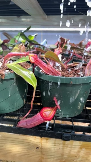 N. veitchii x lowii: BE-4006 - Kenny Coogan - carnivorous plants