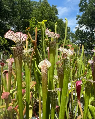 観葉植物 BE-3044 nepenthes campanulata