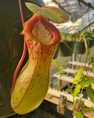 N. rajah x veitchii 'Gold Rush' – seed grown: BE-4603 S - Kenny