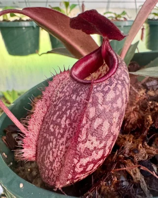 Nepenthes Miranda - 8