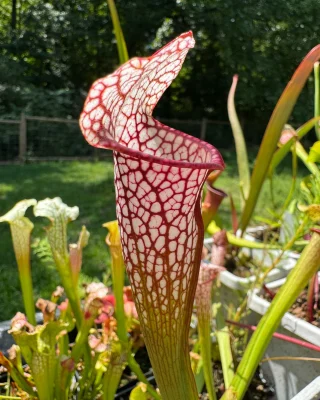 Nepenthes clipeata BE-4058 - Kenny Coogan - carnivorous plants