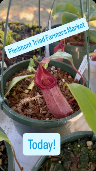 N. villosa x hamata – assorted clones: BE-4099 - Kenny Coogan