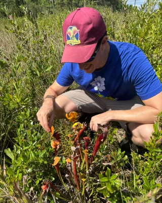 N. veitchii x lowii: BE-4006 - Kenny Coogan - carnivorous plants