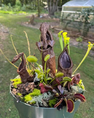 N. campanulata BE-3044 - Kenny Coogan - carnivorous plants