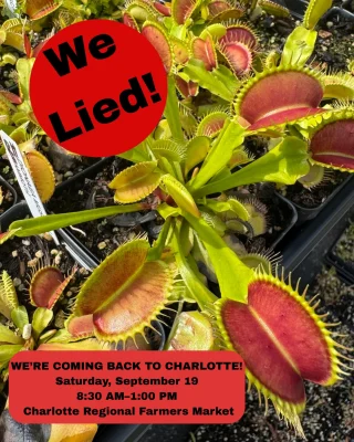N. spathulata x ephippiata: BE-4642 M - Kenny Coogan - carnivorous