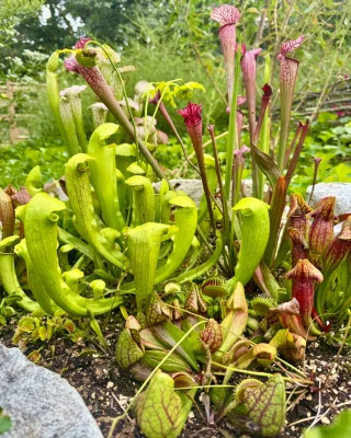 N. clipeata – assorted clones – grex #2: BE-4660 - Kenny Coogan