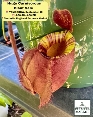 N. densiflora x rafflesiana – best selected clone: BE-3719 LARGE