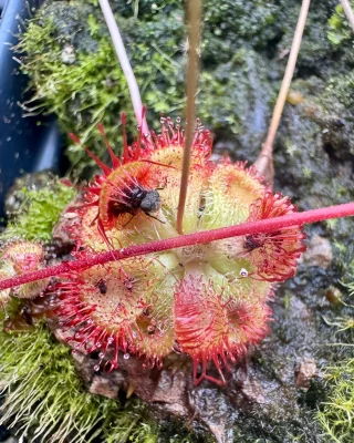 N. (veitchii x platychila) x veitchii – selected clone: BE-4623