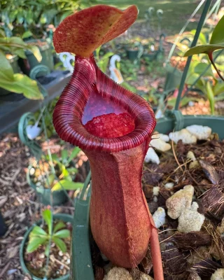 N. veitchii x lowii: BE-4006 - Kenny Coogan - carnivorous plants