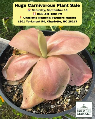 N. hamata x attenboroughii: BE-4636 M - Kenny Coogan - carnivorous