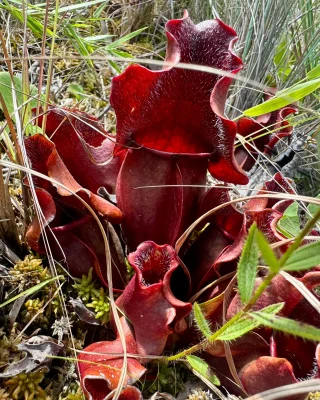 N. clipeata – assorted clones – grex #2: BE-4660 - Kenny Coogan