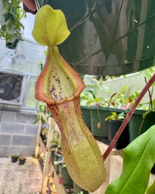 N. veitchii x maxima – assorted clones: BE-4061 - Kenny Coogan