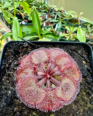 N. (veitchii x platychila) x veitchii – selected clone: BE-4623