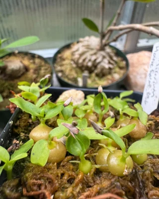 N. (veitchii x platychila) x veitchii – selected clone: BE-4623