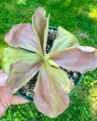 N. spectabilis x 'Viking' – assorted clones: BE-4523 LARGE - Kenny